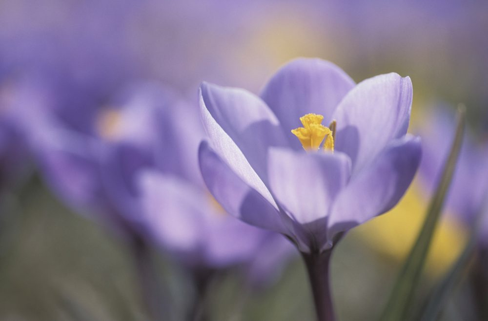 Blooming purple flower